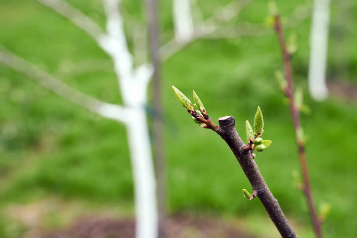 Die verschiedenen Schnittarten beim jungen Apfelbaum