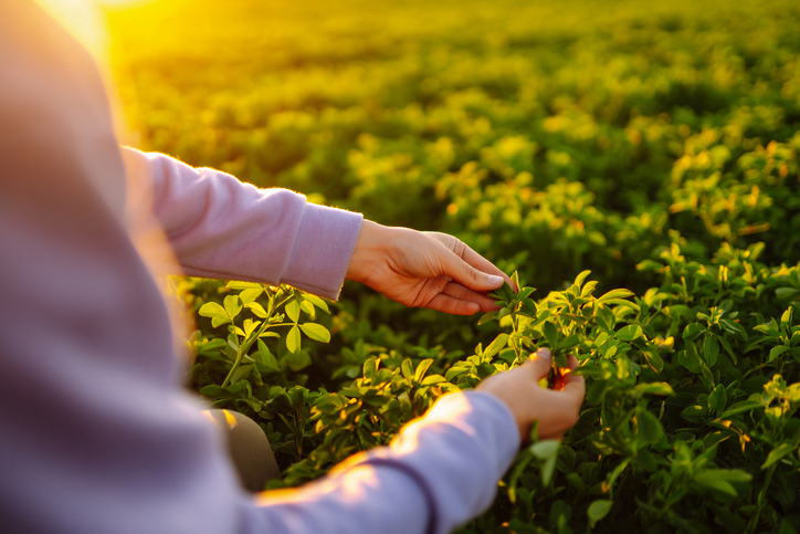 Die weitere Pflege und Verwendungsmöglichkeiten