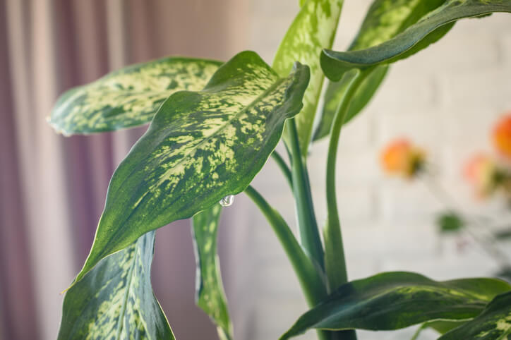 Dieffenbachia richtig zurückschneiden
