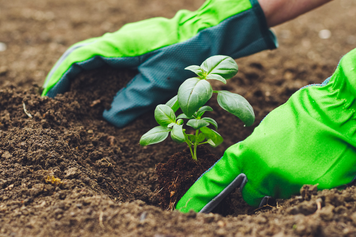 Direkt ins Beet Standort und Boden