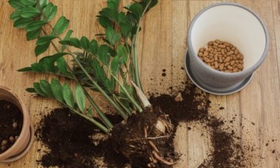 Drainage im Blumentopf ohne Loch selber machen