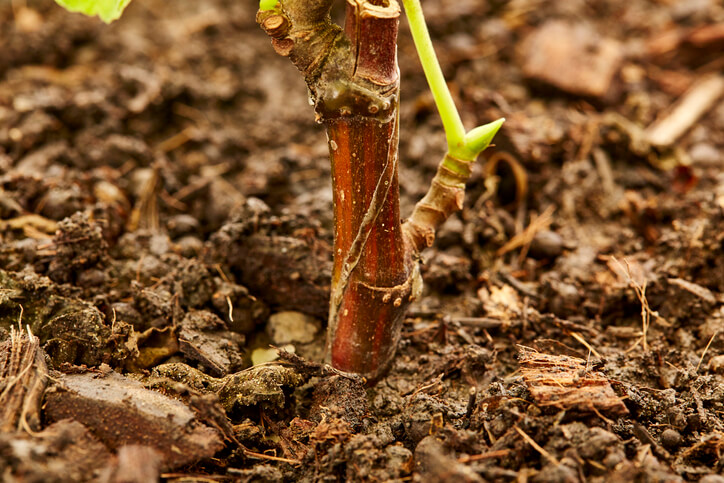 Düngung des Feigenbaums
