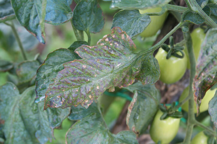 Echter Mehltau und Falscher Mehltau - Unterschiede
