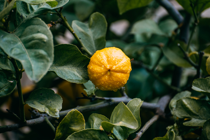 Ein dunkles und kühles Winterquartier