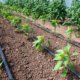 Eine Bewässerung für Tomaten selber bauen - Tipps und Tricks