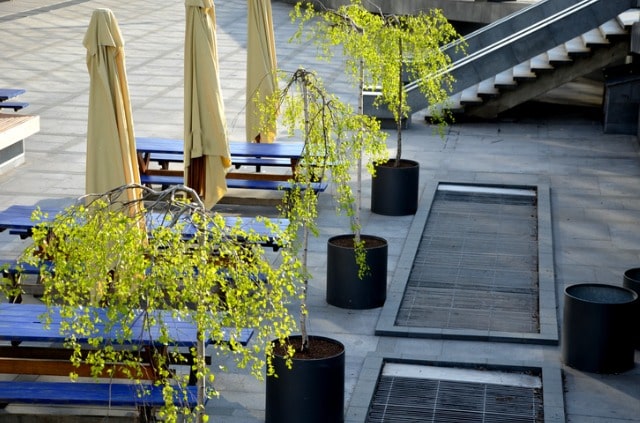 Eine Birke im Topf ziehen