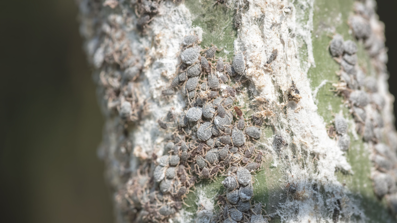 Einen Befall mit Läusen sicher erkennen