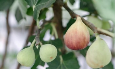 Einen Feigenbaum im Kübel halten