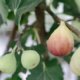 Einen Feigenbaum im Kübel halten