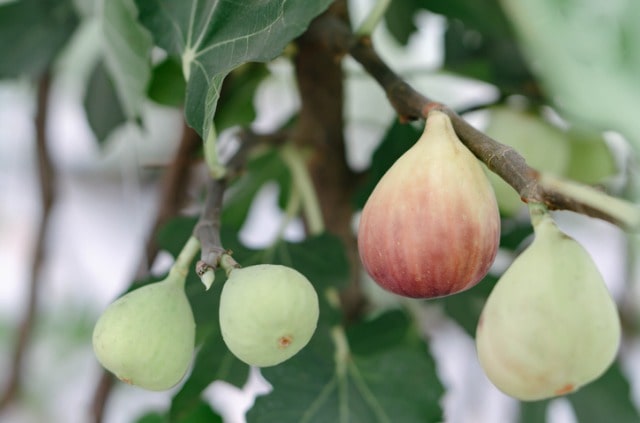 Einen Feigenbaum im Kübel halten