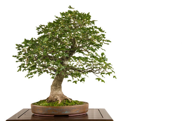 Einen Findling zum Bonsai erziehen