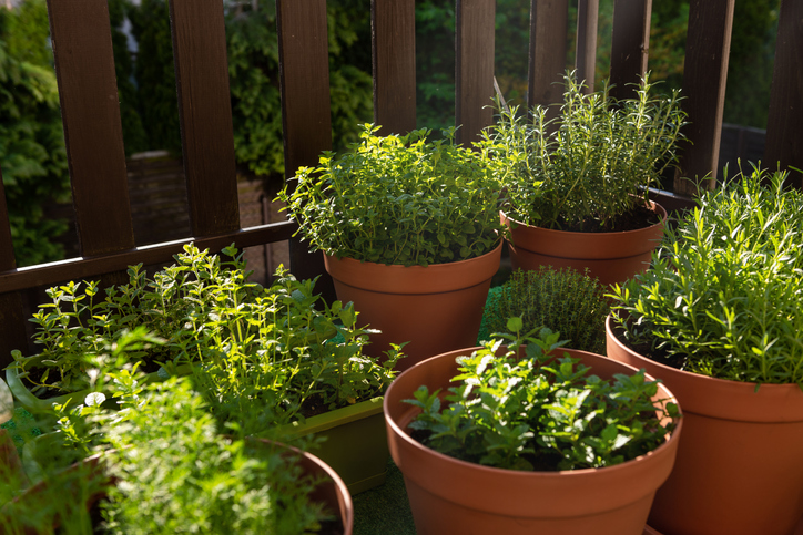 Einen Kräutergarten anlegen