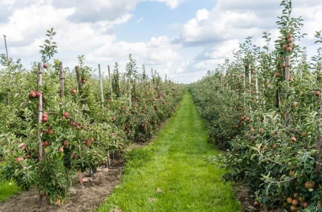 Einen Obstbaum zum Busch erziehen