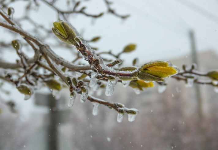 Eingefrorene Knospen an der Magnolie