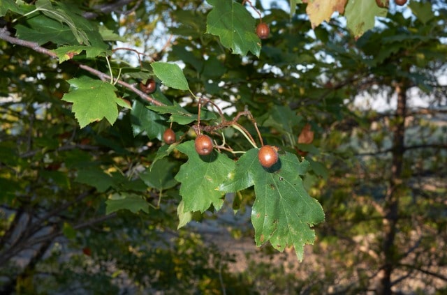 Elsbeere richtig pflanzen - die wichtigsten Tipps