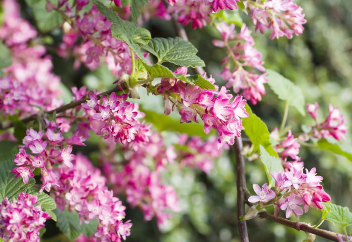 Entfernen unerwünschter Triebe und Auslichten
