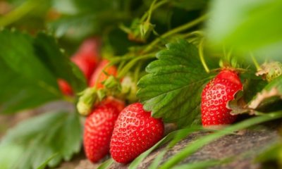 Erdbeeren als Bodendecker - welche Sorten eignen sich am besten
