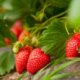 Erdbeeren als Bodendecker - welche Sorten eignen sich am besten