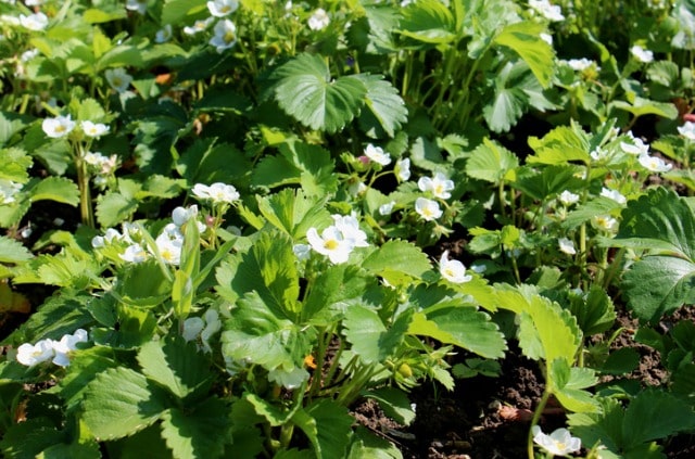 Erdbeeren bestäuben - so funktioniert es manuell
