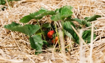 Erdbeeren mit Stroh oder Laub abdecken - der perfekte Frostschutz
