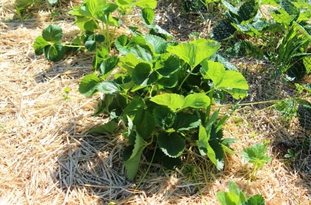 Erdbeeren richtig mulchen - Tipps und Tricks