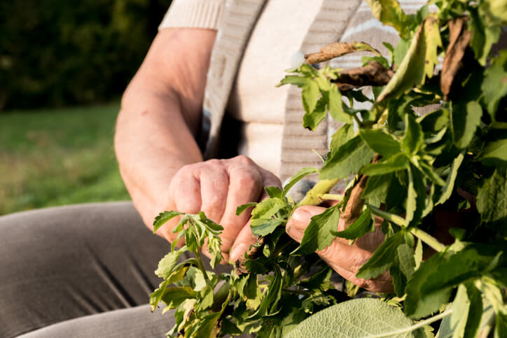 Ernten von Stevia