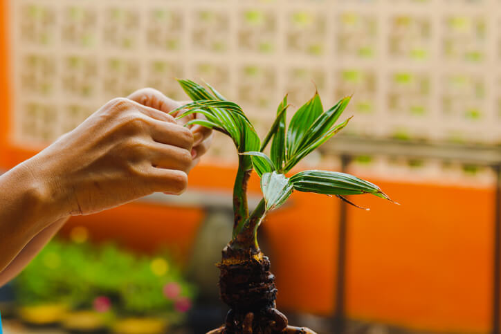 Erziehung zum Bonsai