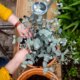 Eukalyptus als Zimmerpflanze - Tipps zur Pflege