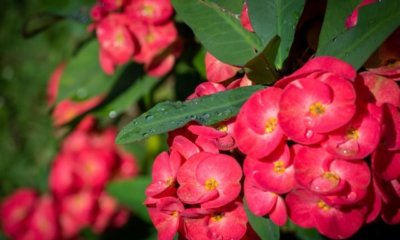 Euphorbia als Zimmerpflanze ziehen