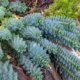 Euphorbia richtig schneiden