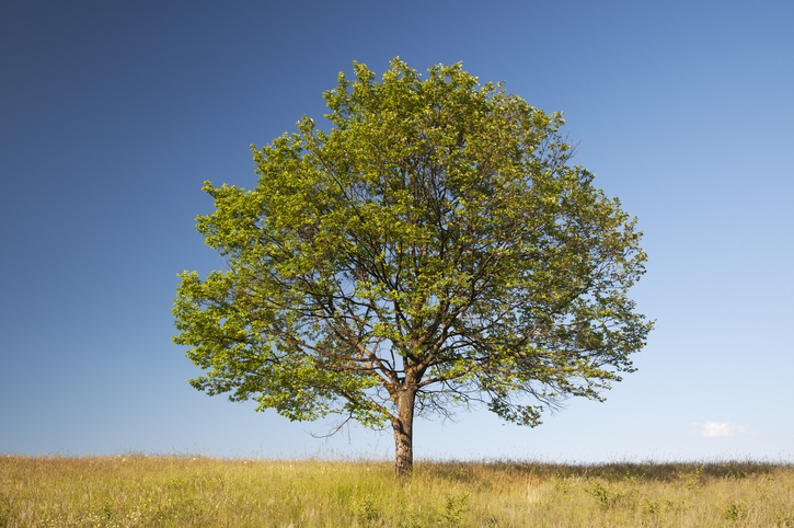 Fakten über die Walnuss