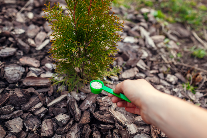 Falsche Düngung der Thuja Brabant