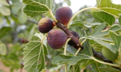 Feigenbaum verliert Blätter - was tun