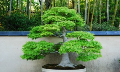 Feldahorn als Bonsai erziehen