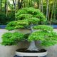 Feldahorn als Bonsai erziehen
