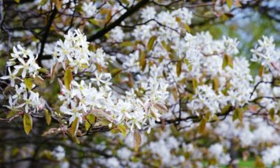 Felsenbirne im Garten - welche Größe erreicht sie