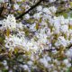 Felsenbirne im Garten - welche Größe erreicht sie