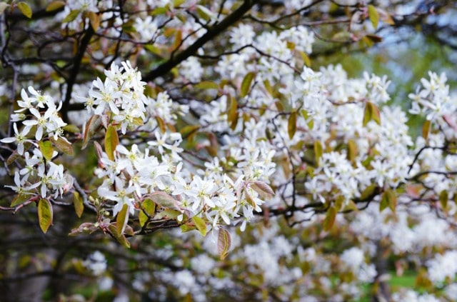 Felsenbirne im Garten - welche Größe erreicht sie