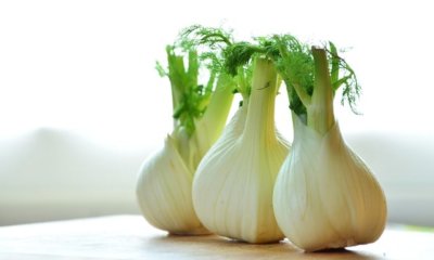 Fenchel richtig ernten und lagern