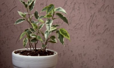 Ficus Benjamini vermehren durch Samen und Stecklinge