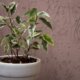 Ficus Benjamini vermehren durch Samen und Stecklinge