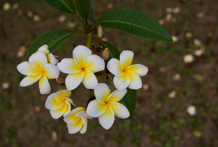 Frangipani richtig düngen