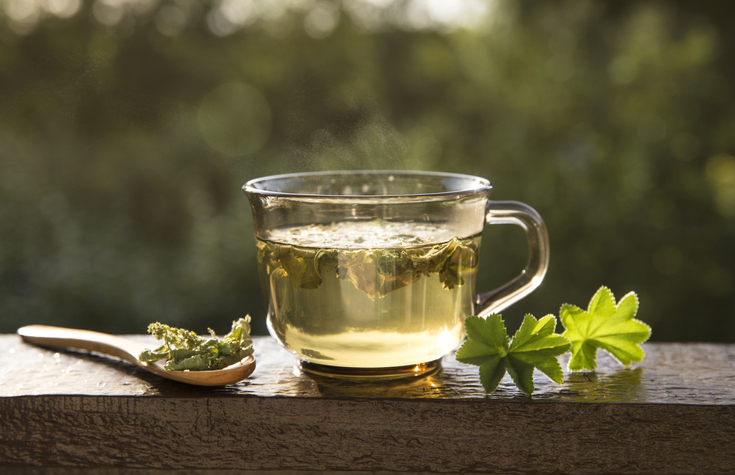 Frauenmanteltee trocknen Anwendung und Wirkung