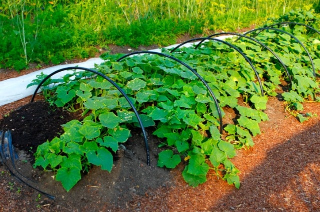Freilandgurken richtig pflanzen