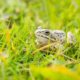 Frösche im Garten ansiedeln - Tipps und Tricks