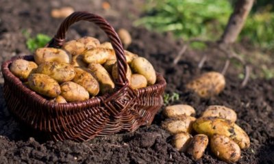 Frühkartoffeln - die besten Sorten