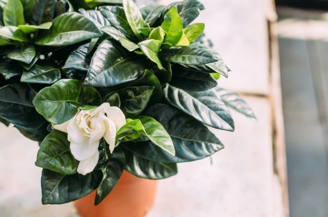 Gardenia im Garten halten