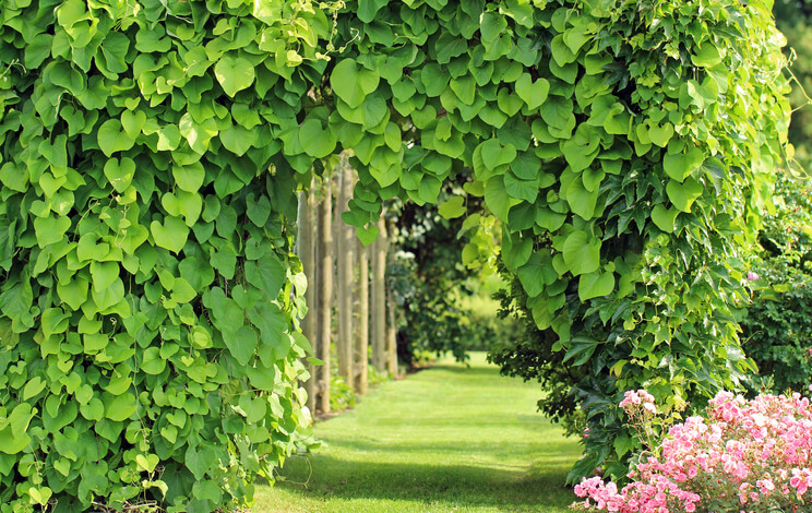 Geeignete Rankhilfen