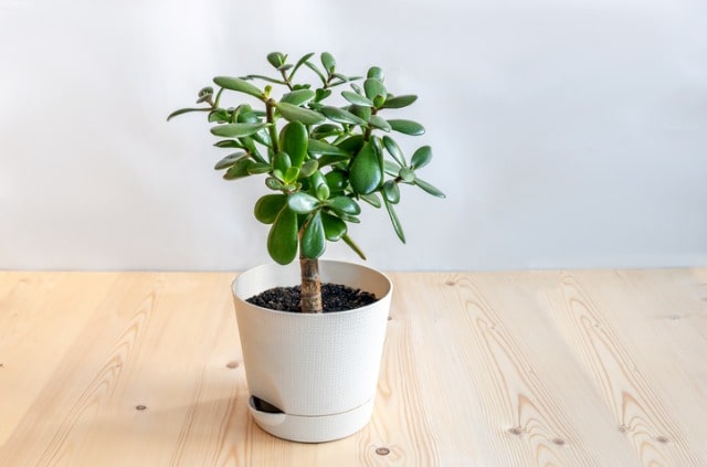 Geldbaum als Zimmerpflanze kultivieren