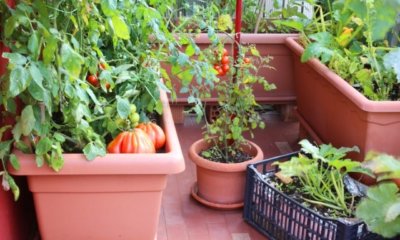 Gemüse im Balkonkasten - Anbau und Pflege
